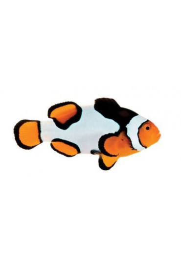 AMPHIPRION OCELLARIS, PICASSO BAR