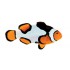 AMPHIPRION PERCULA, PICASSO BAR