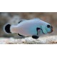 AMPHIPRION PERCULA, PLATINIUM