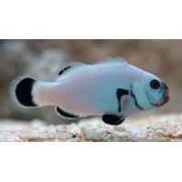 AMPHIPRION PERCULA, PLATINIUM