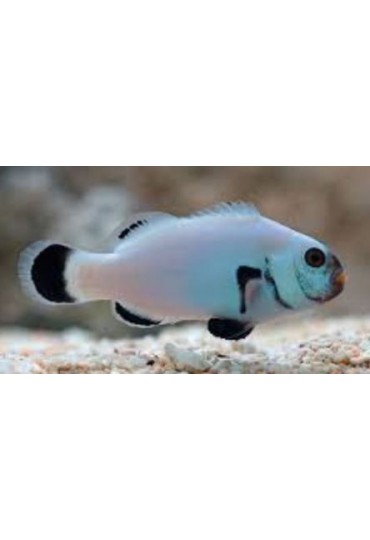 AMPHIPRION PERCULA, PLATINIUM