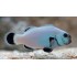 AMPHIPRION PERCULA, PLATINIUM