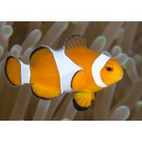 AMPHIPRION OCELLARIS