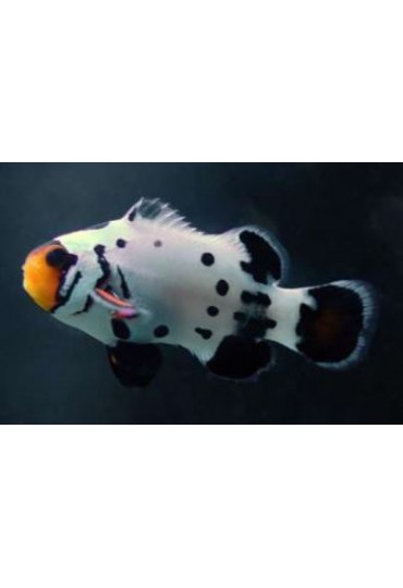 AMPHIPRION OCELLARIS, FROSBITE