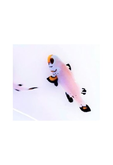 AMPHIPRION PERCULA, PANDA