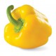 PIMIENTO CALIFORNIA AMARILLO