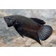 BETTA MACHO NEGRO