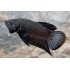 BETTA MACHO NEGRO
