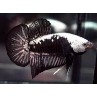 BETTA MACHO SAMURAI
