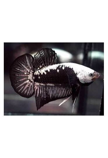 BETTA MACHO SAMURAI