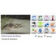 CORYDORAS BARBATUS