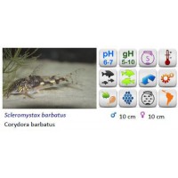 CORYDORAS BARBATUS