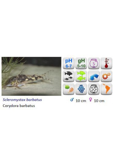 CORYDORAS BARBATUS