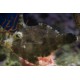 ACREICHTHYS TOMENTOSUS
