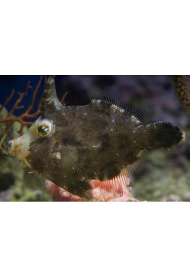 ACREICHTHYS TOMENTOSUS ACREICHTHYS TOMENTOSUS