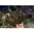 ACREICHTHYS TOMENTOSUS