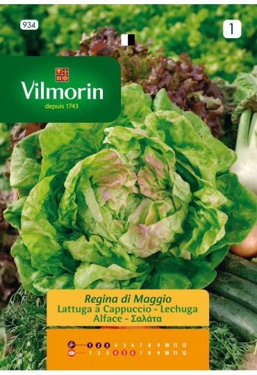 VILMORIN SEMILLAS DE LECHUGA REINA DE MAYO