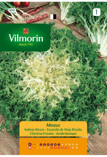 VILMORIN SEMILLAS ESCAROLA DE HOJA RIZADA MEAUX