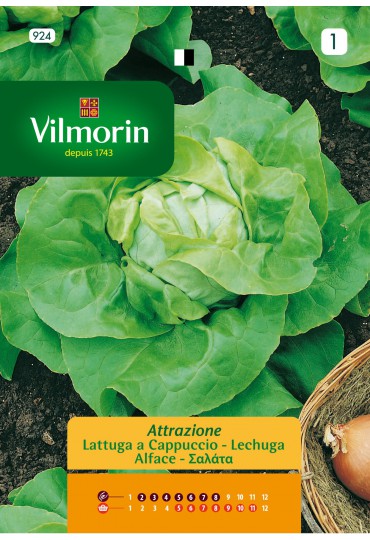 VILMORIN SEMILLAS LECHUGA ATTRAZIONE