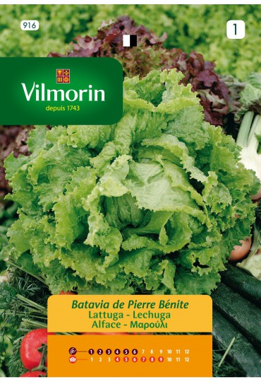 VILMORIN SEMILLA DE LECHUGA PIERRE BENITE