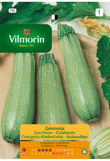 VILMORIN SEMILLA CALABACÍN GENOVESE