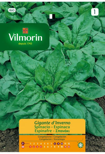 VILMORIN SEMILLAS ESPINACA GIGANTE INVIERNO