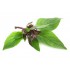 ALBAHACA THAILANDESA