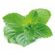 MENTA PIPERITA