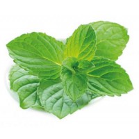 MENTA PIPERITA