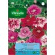 VILMORIN SEMILLAS CLAVEL CHINA DOBLE VARIADO