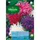 VILMORIN SEMILLAS REINA MARGARITA PLUMA AVESTRUZ