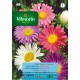 VILMORIN SEMILLAS REINA MARGARITA SIMPLE VARIADA