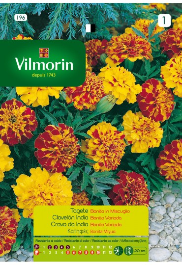 VILMORIN SEMILLAS CLAVELON INDIA BONITA