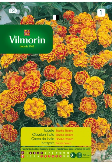 VILMORIN SEMILLAS CLAVELÓN INDIA BOLERO