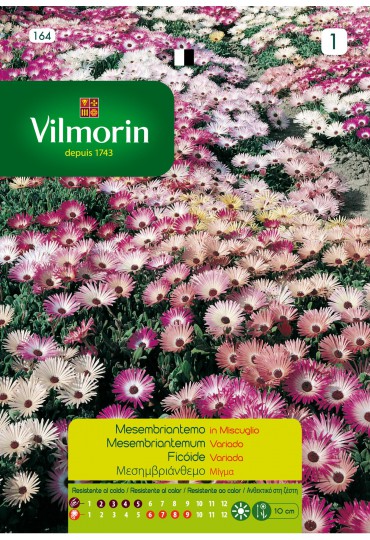 VILMORIN SEMILLAS MESEMBRIANTEMUM VARIADO