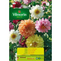 VILMORIN SEMILLAS DALIA ENANA VARIADA