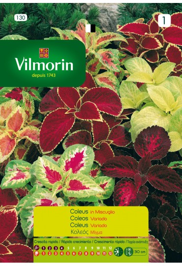 VILMORIN SEMILLAS COLEUS VARIADOS