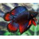BETTA MACHO TWIN TAIL