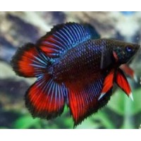 BETTA MACHO TWIN TAIL