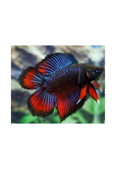 BETTA MACHO TWIN TAIL