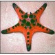 PROTOREASTER NODOSUS