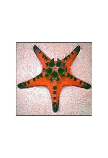 PROTOREASTER NODOSUS