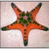 PROTOREASTER NODOSUS