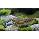CANGREJO CHERAX PAPUA