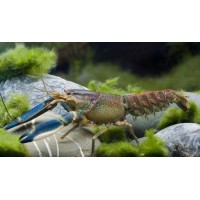 CANGREJO CHERAX PAPUA