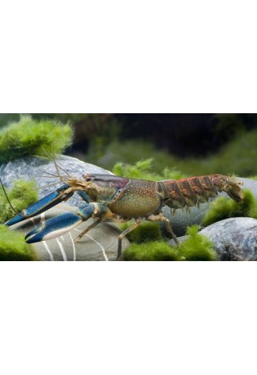 CANGREJO CHERAX PAPUA