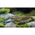 CANGREJO CHERAX PAPUA