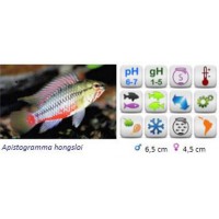 APISTOGRAMA HONGSLOI
