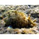 DOLABELLA AURICULARIA