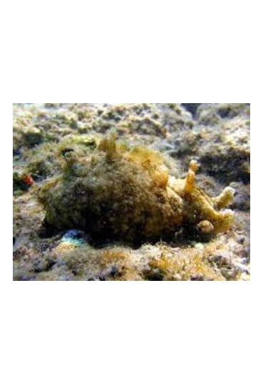 DOLABELLA AURICULARIA DOLABELLA AURICULARIA
